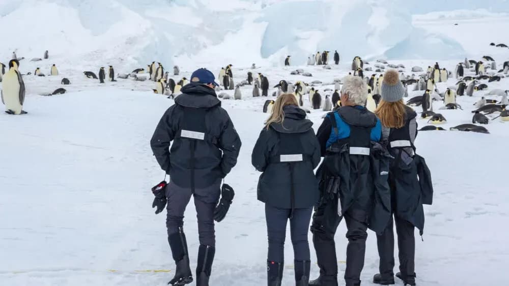 Snowhill Antarctica emperor Penguins