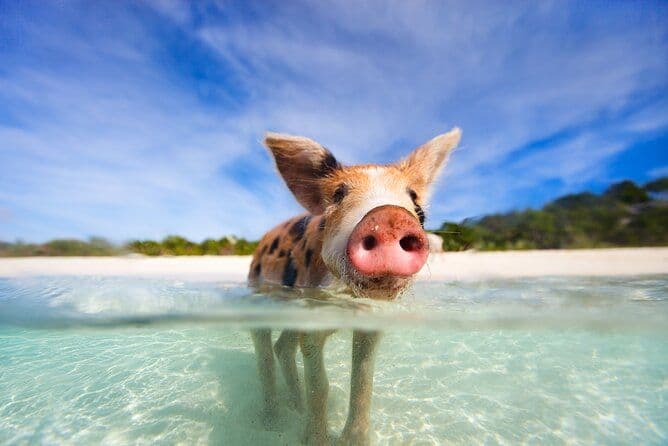 Bahamas, Nassau, Tropical Paradise, Cruise Deal, Royal Caribbean.