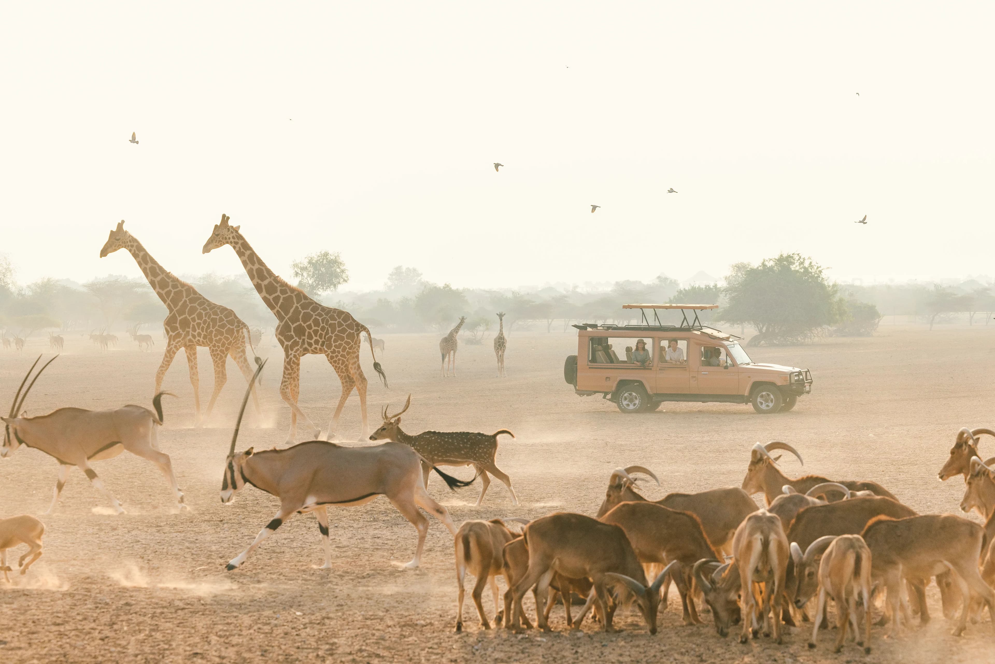 Sir Bani Yas, UAE, Cruises to Sir Bani Yas, Island