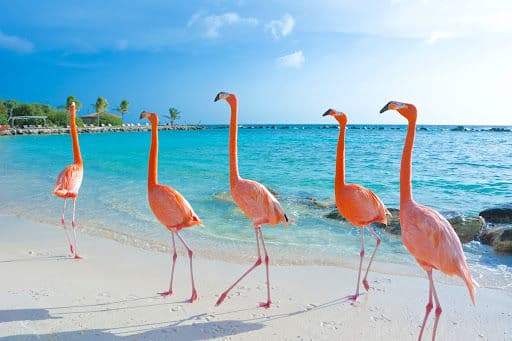 Caribbean cruise, visit bahamas, visit aruba, jamaica cruise