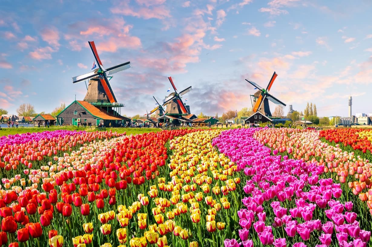 Amsterdam Tulip season holland