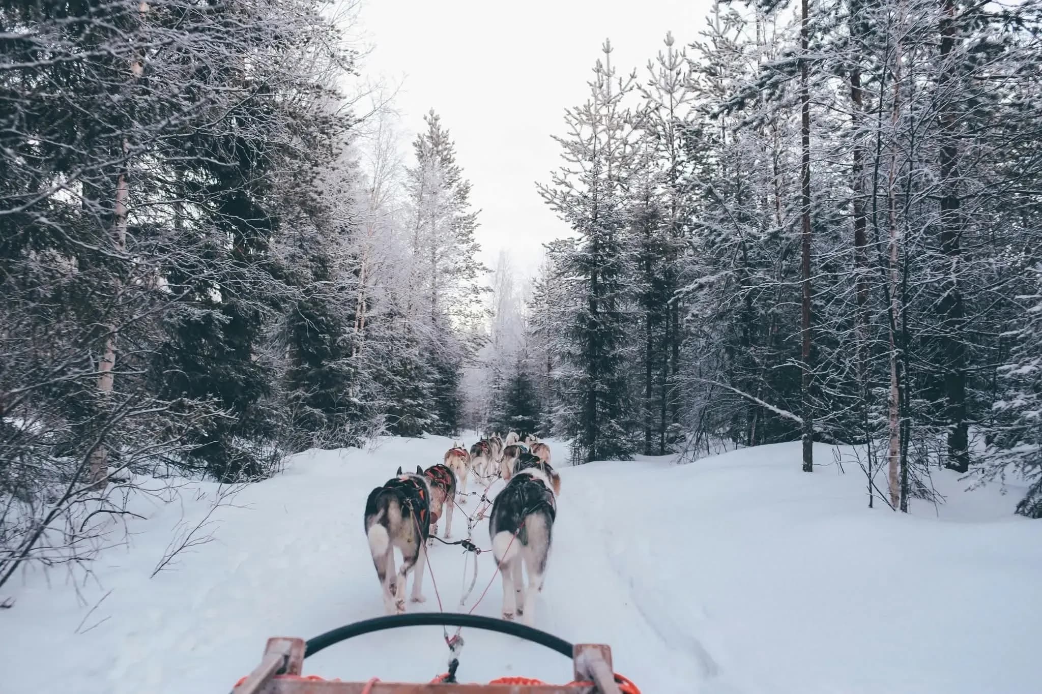 Dogsledding norway - northern lights cruise, winter cruise - Arctic expedition