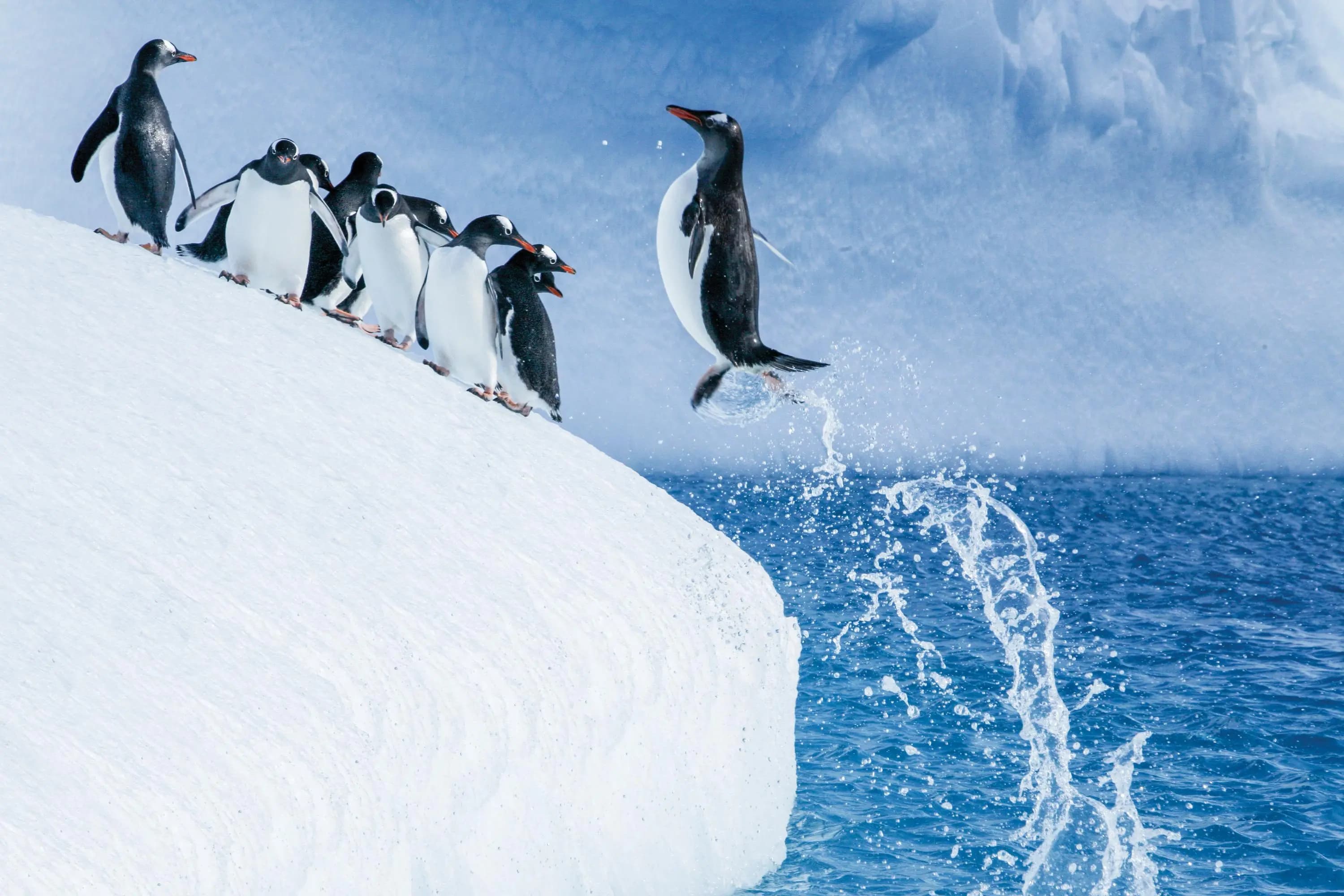 Antartica, cruise to antartica,