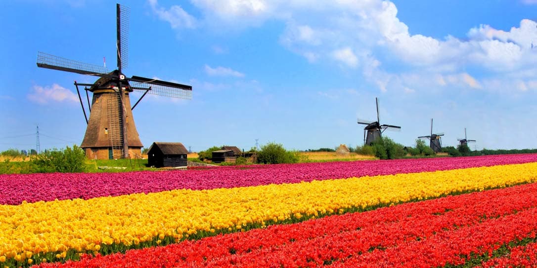 Tulip Blossom Netherlands