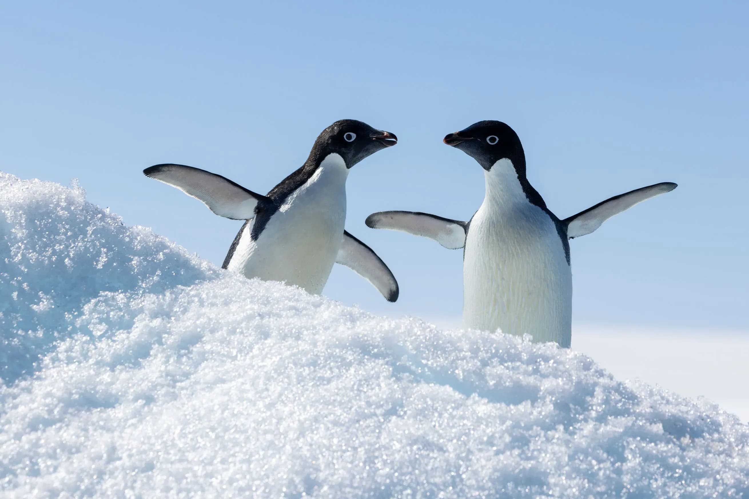 Antarctica Adelie Penguins - Quack Expedition