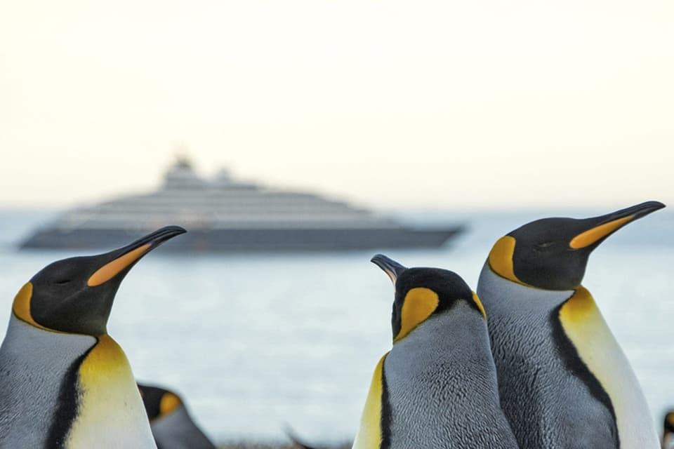 Antartica, cruise to antartica,