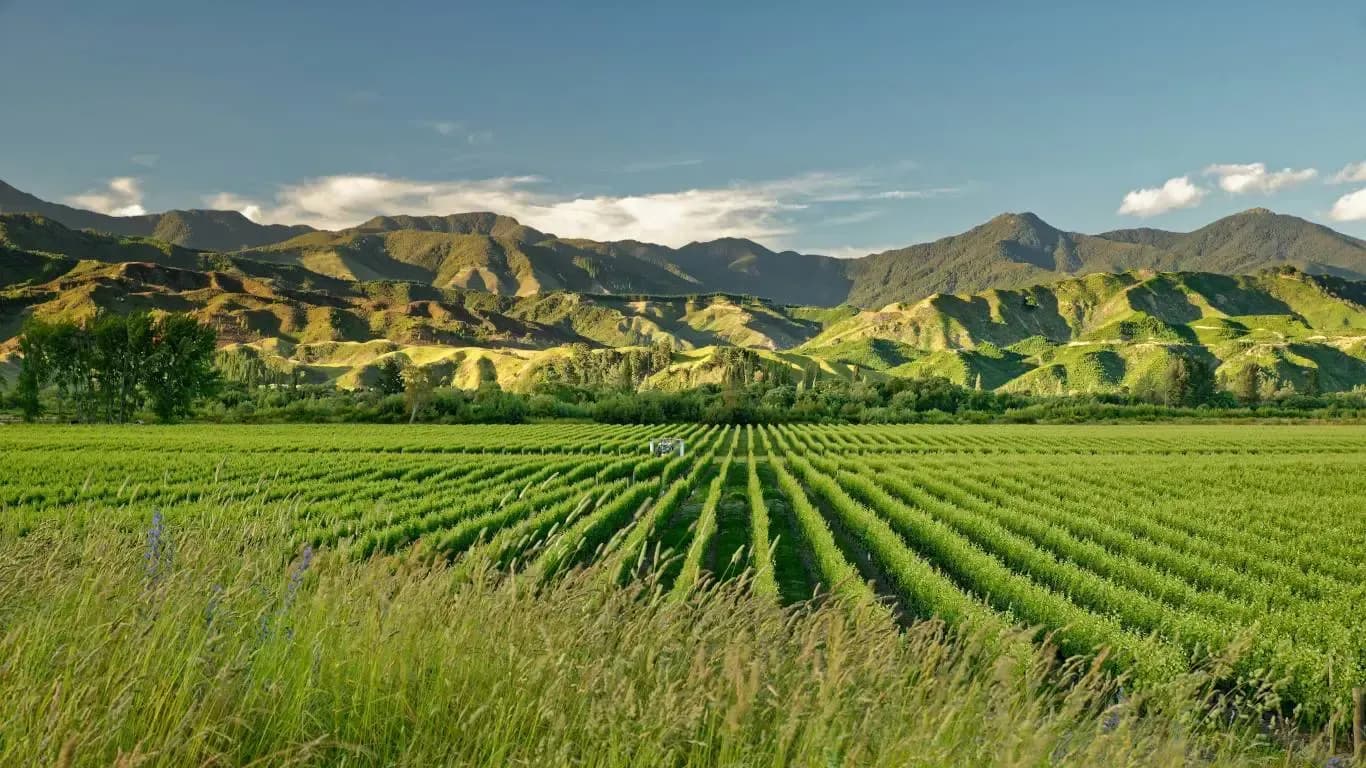 Malborough Wine Region New Zealand