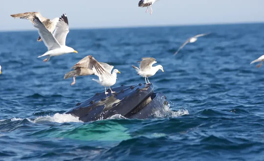New zealand wildlife