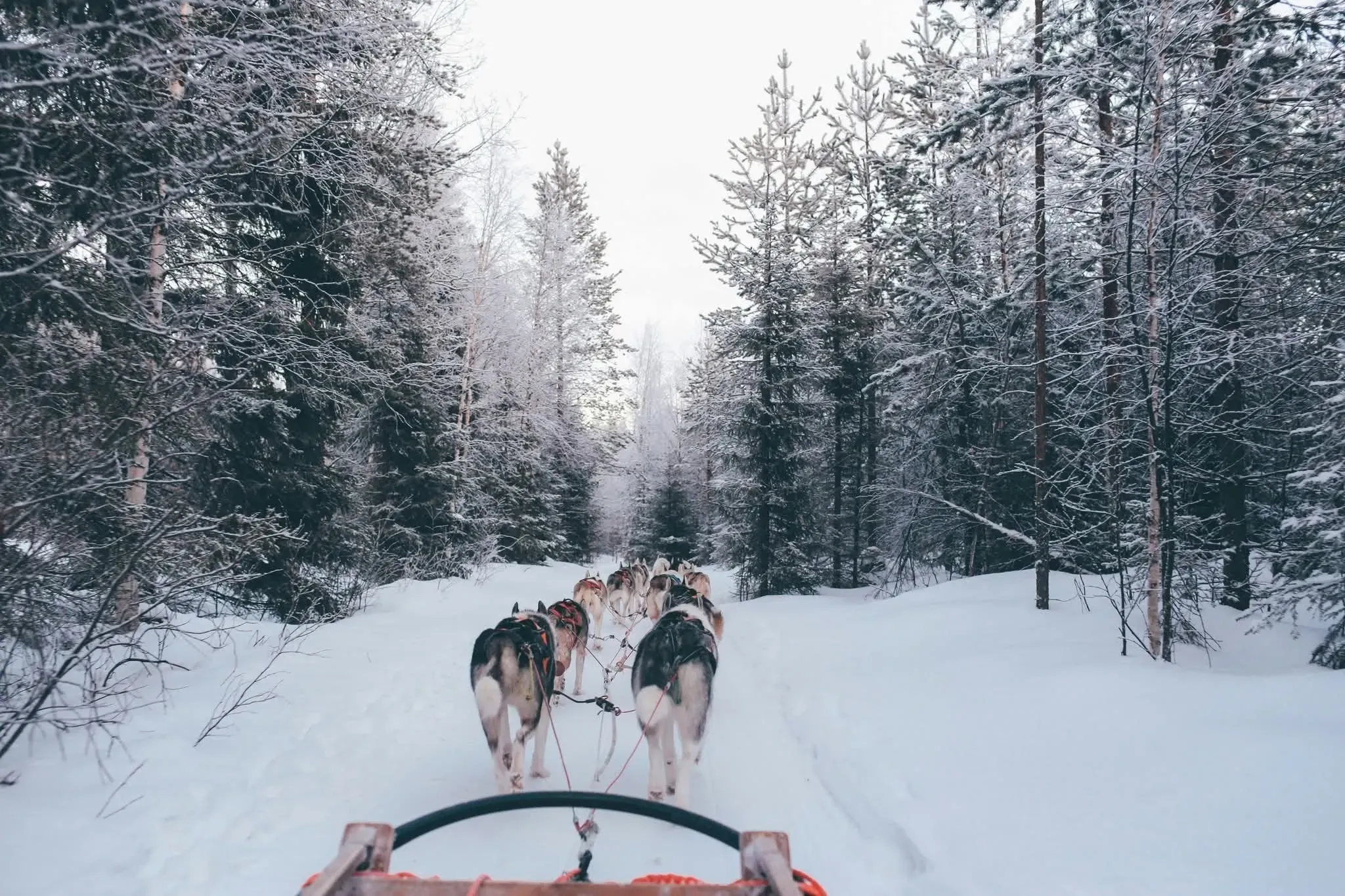 Dogsledding norway - northern lights cruise, winter cruise - Arctic expedition