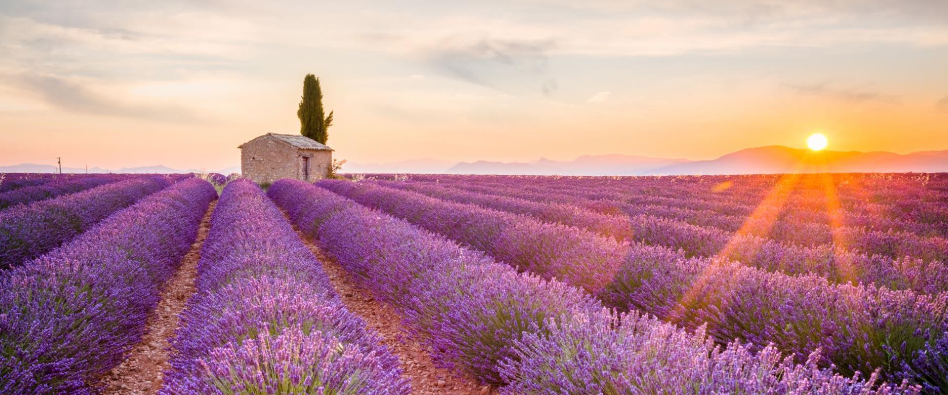 france-provence-luxury-travel-lavender-